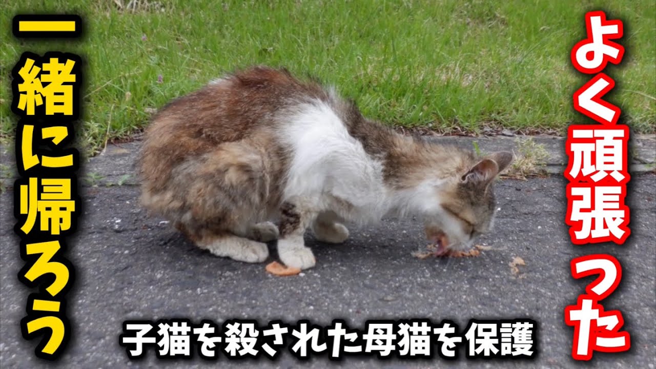 子猫6匹を殺され自らも怪我を負い衰弱した母猫を保護しました
