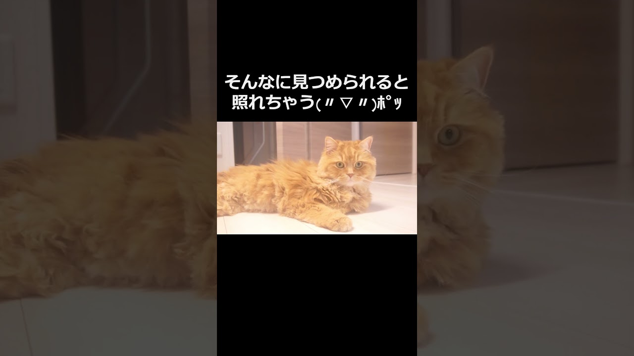 【猫】ネコが家で寝転がっている幸せ！#ねこ #ラガマフィン #猫のいる暮らし #可愛い #癒される #癒し #cat