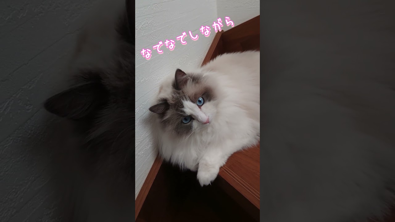 かわいいでちゅねぇ～ #cat #ラグドール#可愛い猫