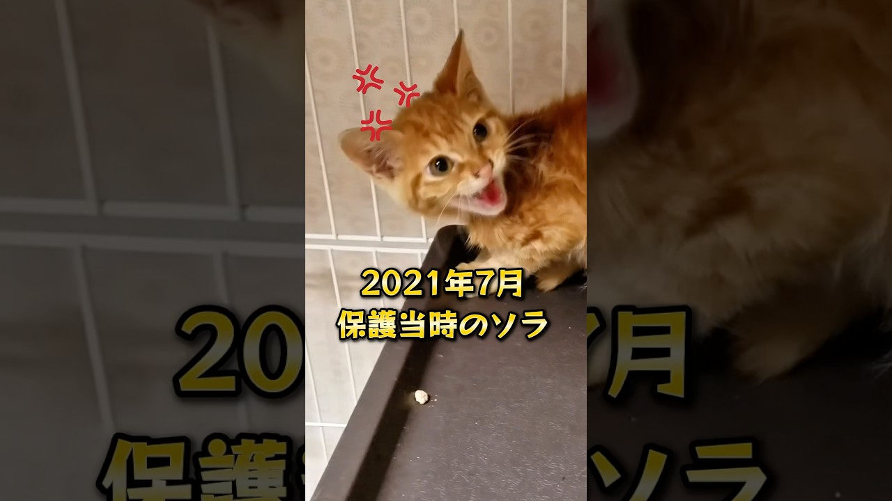 怒る💢子猫時代💦茶トラのソラ君❤️ #shorts #youtubeshorts #shortvideo #catshorts #funny #cat #保護猫 #子ネコ #子猫 #茶トラ #猫