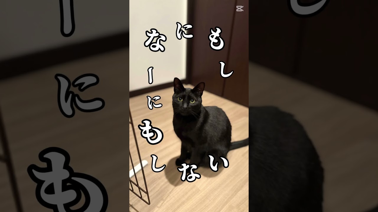 #可愛い #cat なーにもしない