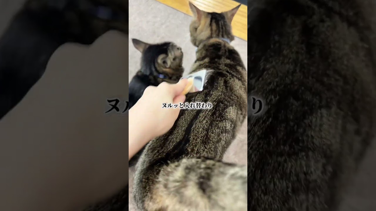 たまちゃんVSブラッシング②。