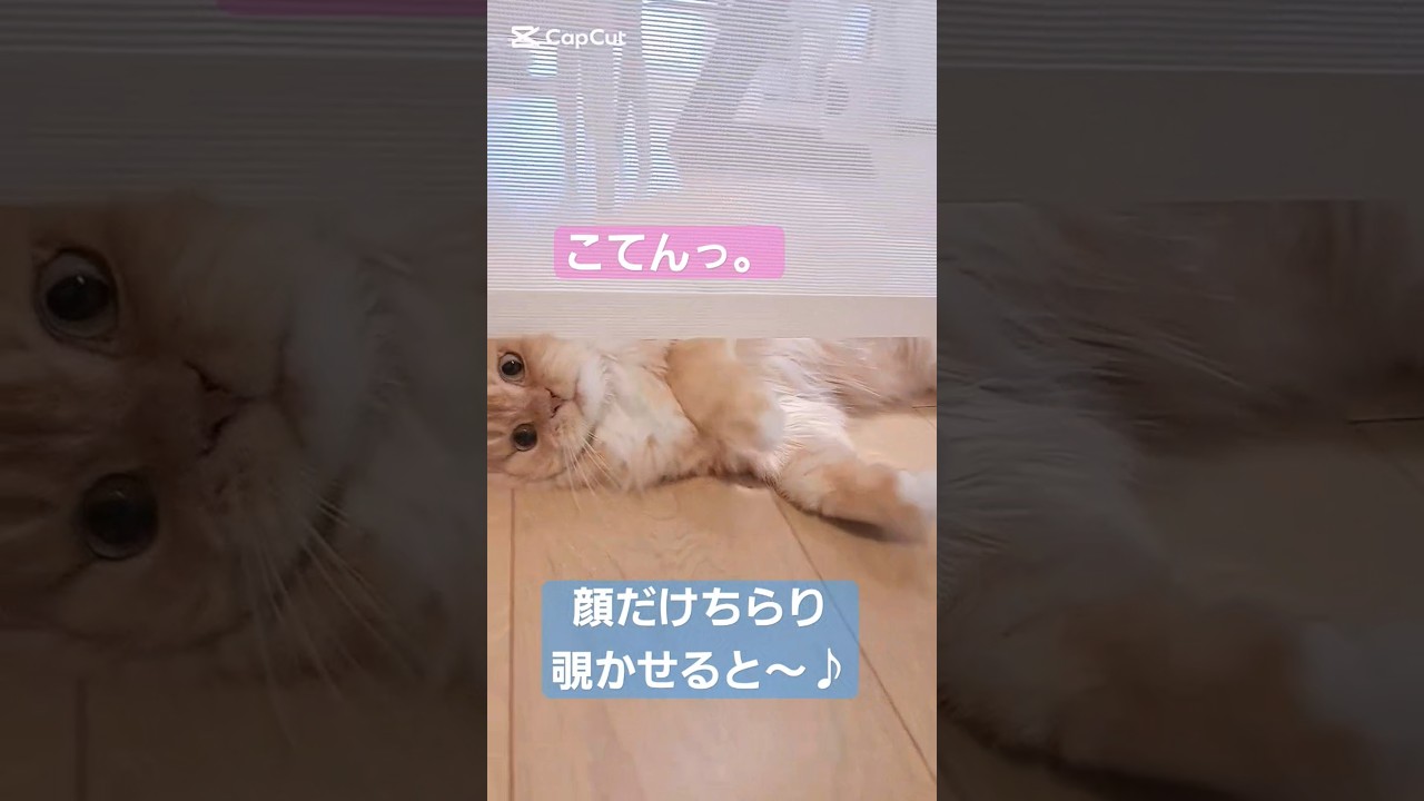 【保護猫】スキマをうまく利用して、顔をちらりと見せる猫がかわいい♡