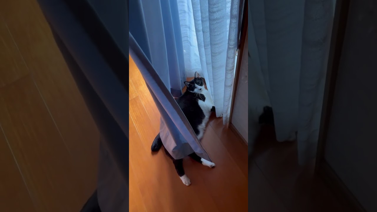 なんか出てる… #ねこ #ねこのいる生活 #しっぽ #はちわれ猫