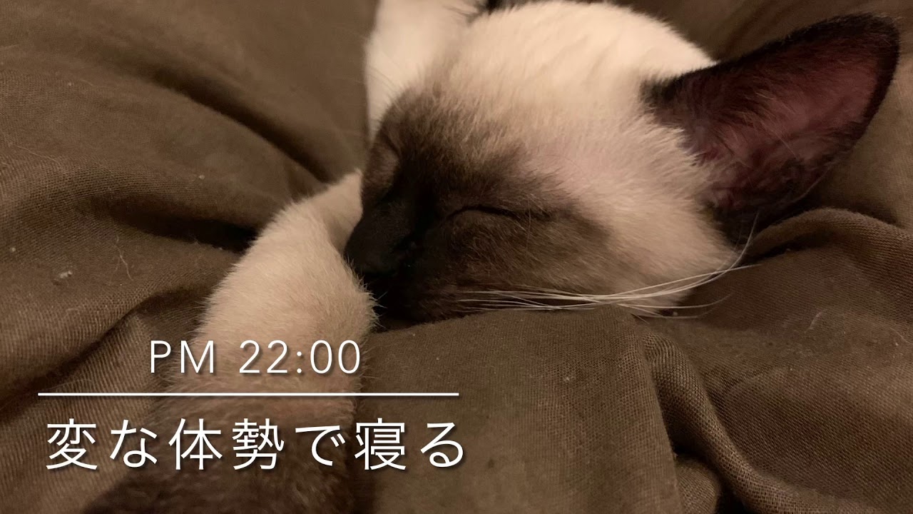 【シャム猫】子猫のナイトルーティン / Kitten's night routine.