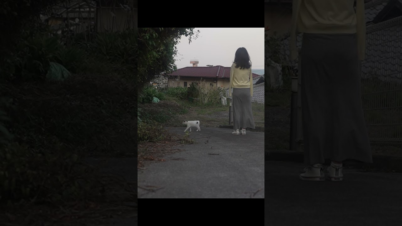 みんニャでお散歩楽しいニャ〜❣  海風が心地いいニャね！ #cat #散歩 #熱海 ＃ジャパニーズ・ボブテイル #猫のいる暮らし #保護猫 #野良猫 #癒し #猫好き