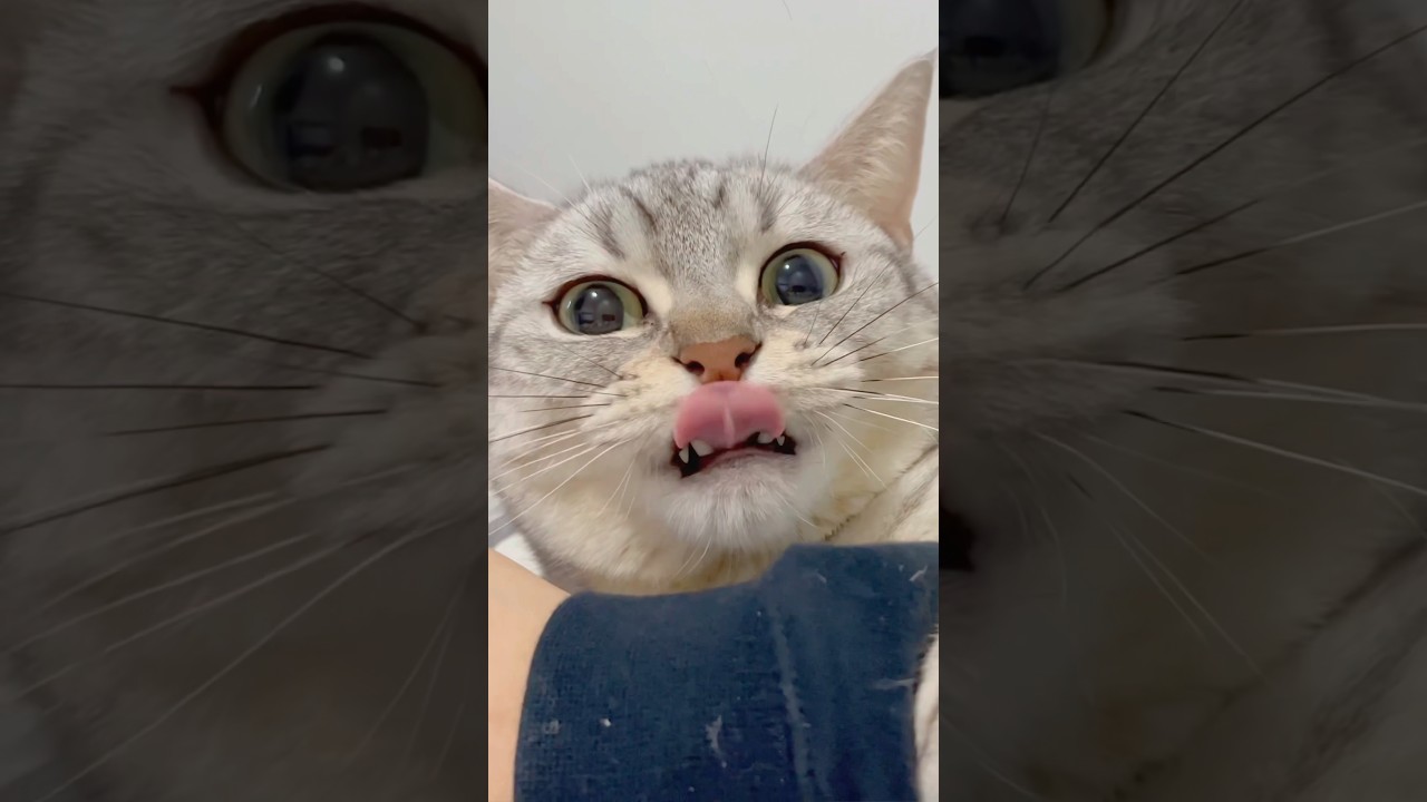 猫に愛されすぎてしまったパパ...笑 #shorts #猫 #cat
