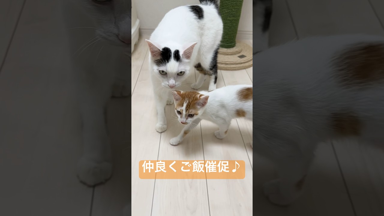 ご飯の時間が賑やかになりました #shorts