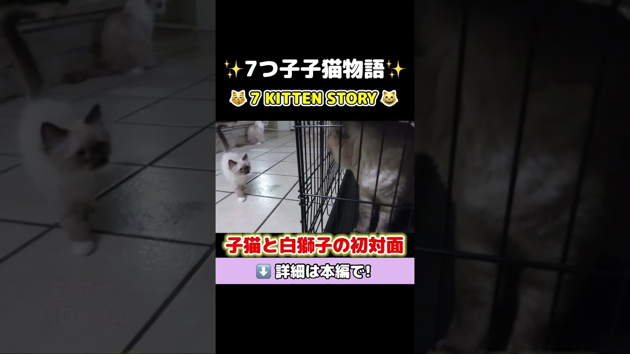 👀先住猫との初対面で目をそらす子猫ww #shorts #ラグドール #猫 #子猫