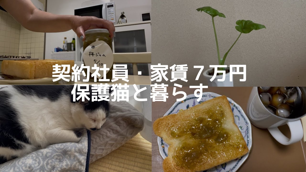 契約社員・家賃7万円の賃貸で日本猫（元保護猫）との暮らし。