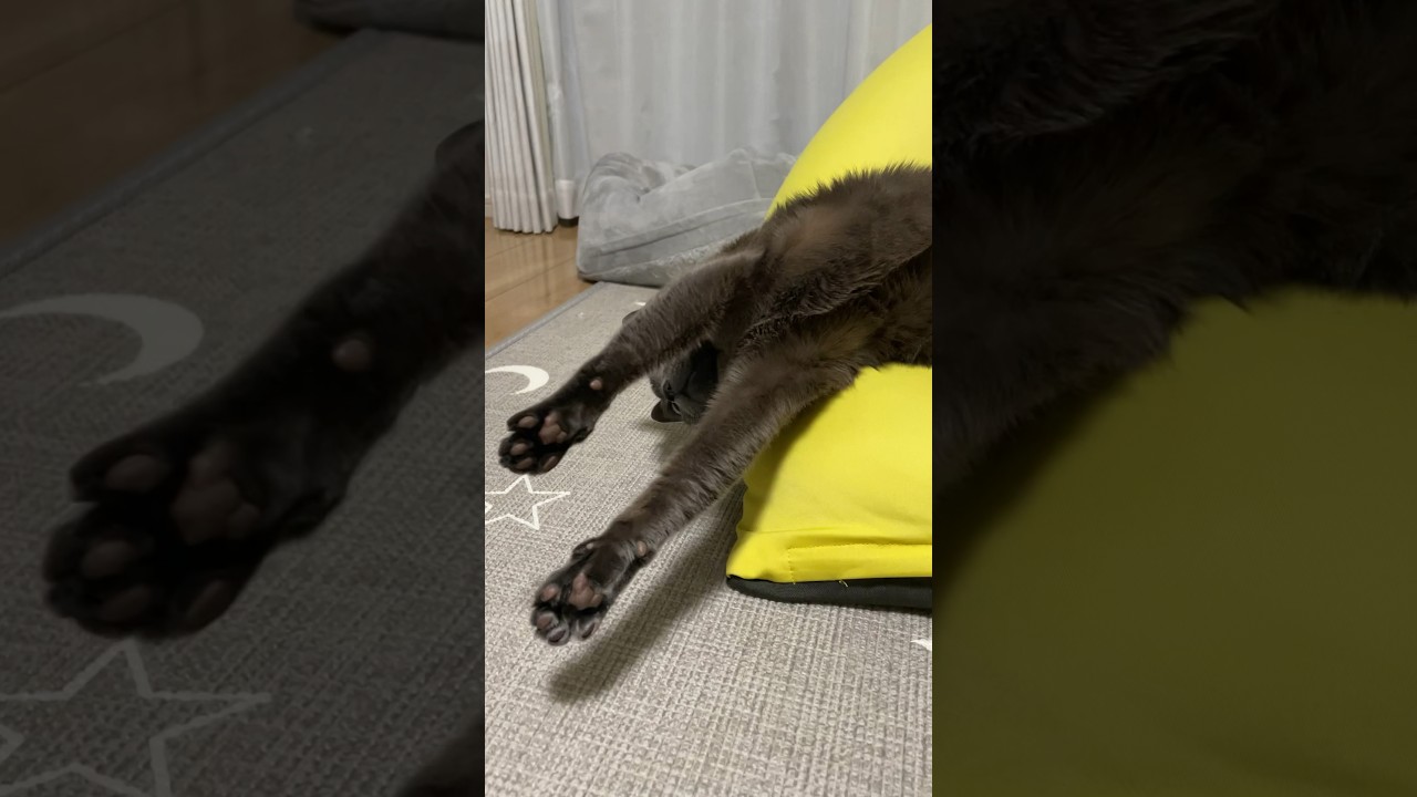 起き上がるのが下手すぎる_20240322 #shorts #cat #猫 #ロシアンブルー