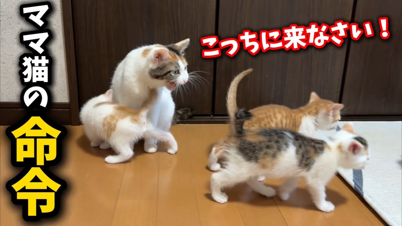 突然の豪雨に危険を察知したママ猫が子猫たちを呼び集めますが…