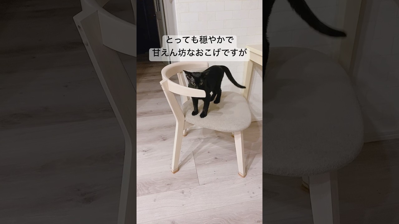 甘えん坊な子猫が凶暴化⁉️😱　#黒猫 #ボンベイ #cat #bombay #猫のいる暮らし #猫 #ねこ #ねこのいる生活