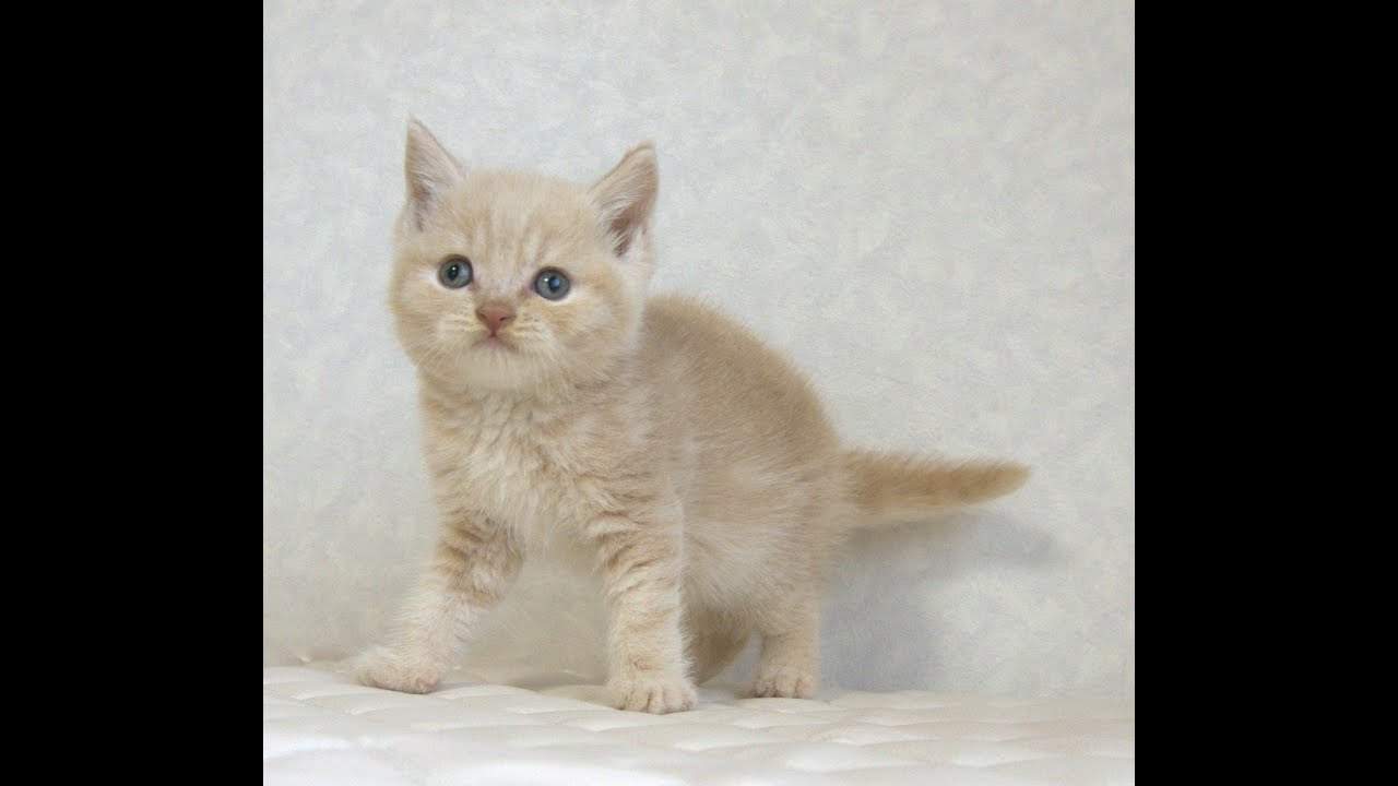 ブリティッシュショートヘアー子猫　British Shorthair　2025.4.4産まれ　クリーム　男の子　シーダキャット猫のお店