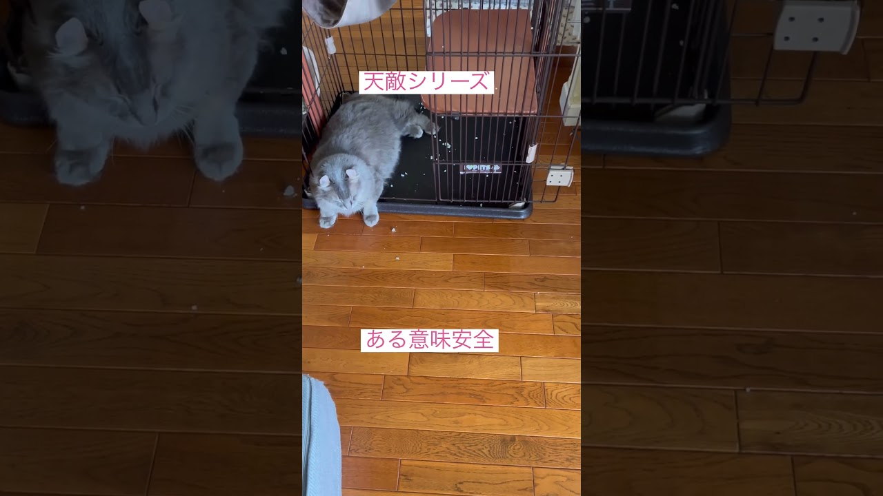 危ないぞ #ねこ動画 #アメリカンカール #かわいい猫 #猫のいる暮らし