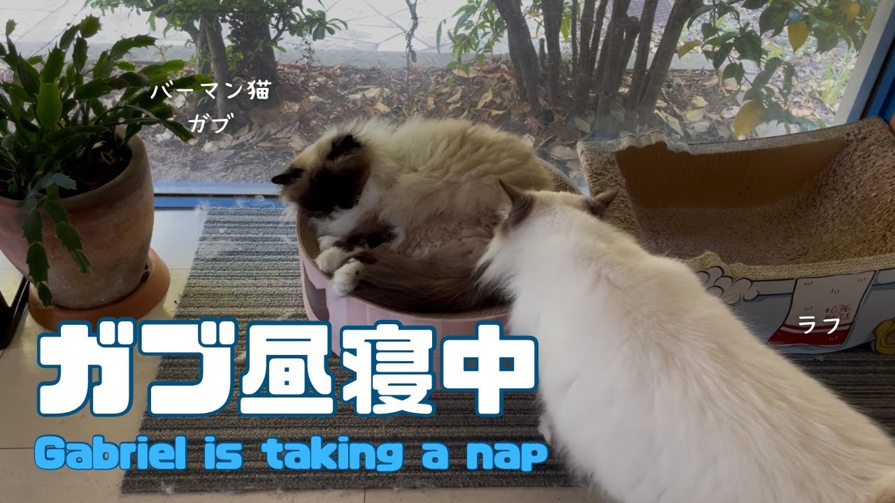 バーマン猫ガブとラフ【ガブ昼寝中】Gabriel is taking a nap（バーマン猫）Birman/Cat