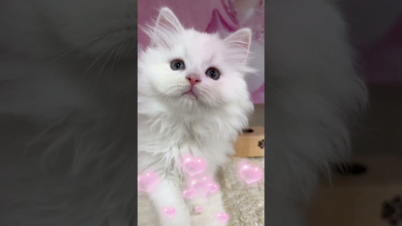 【ご家族様募集中】長足ミヌエット男の子♡ #cat  #かわいい子猫 #kitten #子猫 #cute #子猫ブリーダー #長足マンチカン #短足ミヌエット #子ネコ