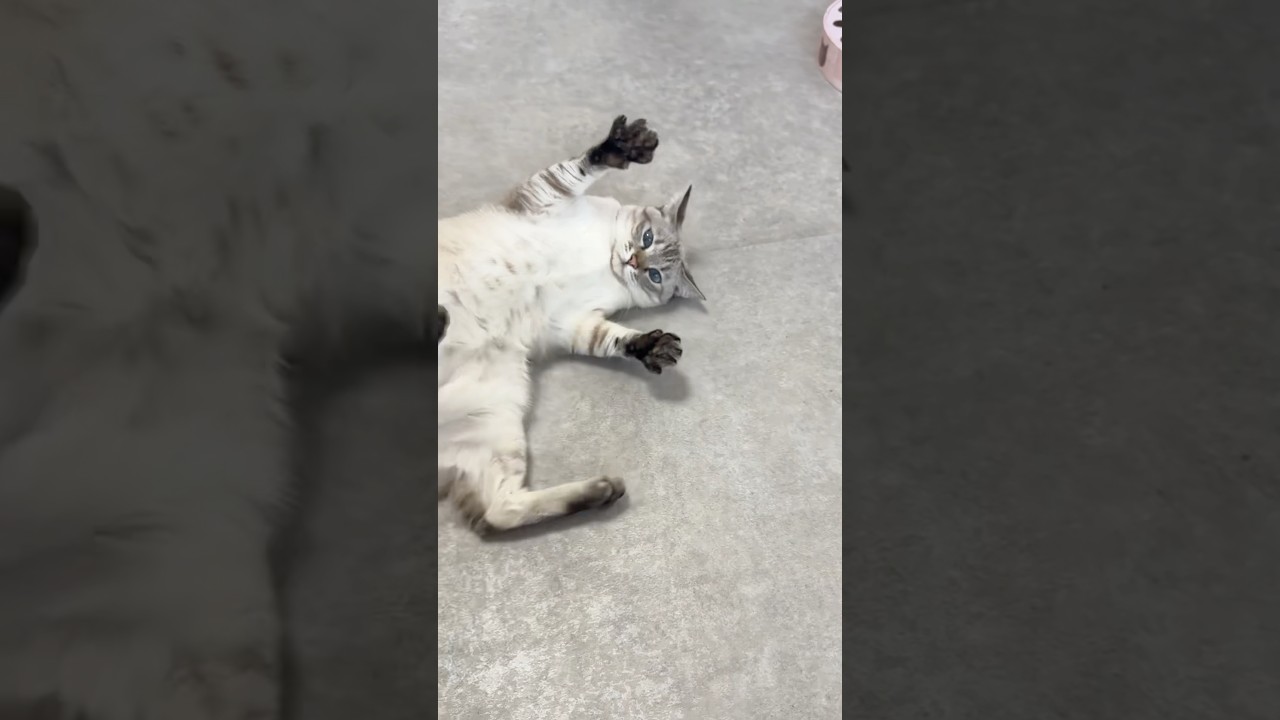 撫でてる途中で怒られました　#シャムトラ #元保護猫 #シャムミックス  #cat #猫耳 #siamesemix