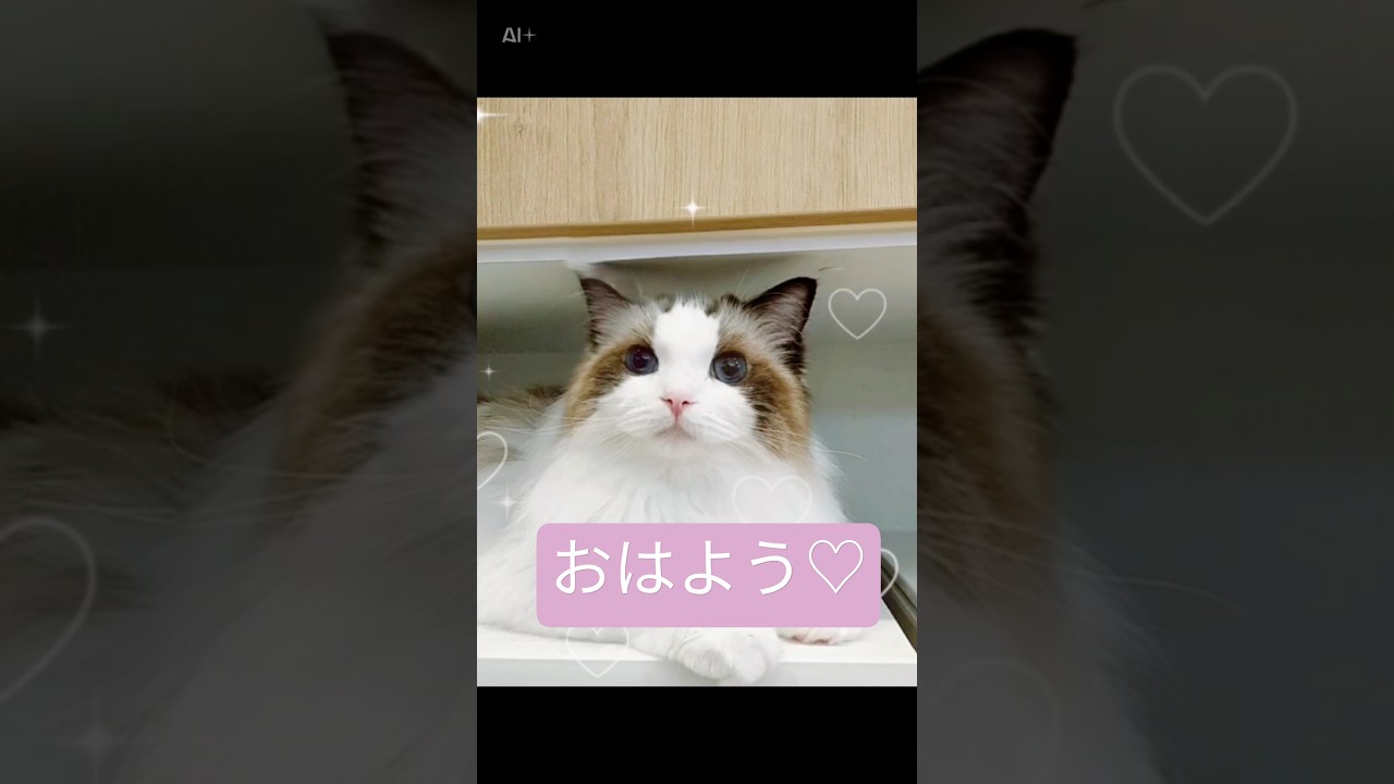おはよう♡ #cat #ラグドール #ラグドール #ragdoll #cute #猫のいる暮らし #猫 #猫動画 #ねこのいる生活 #かわいい猫