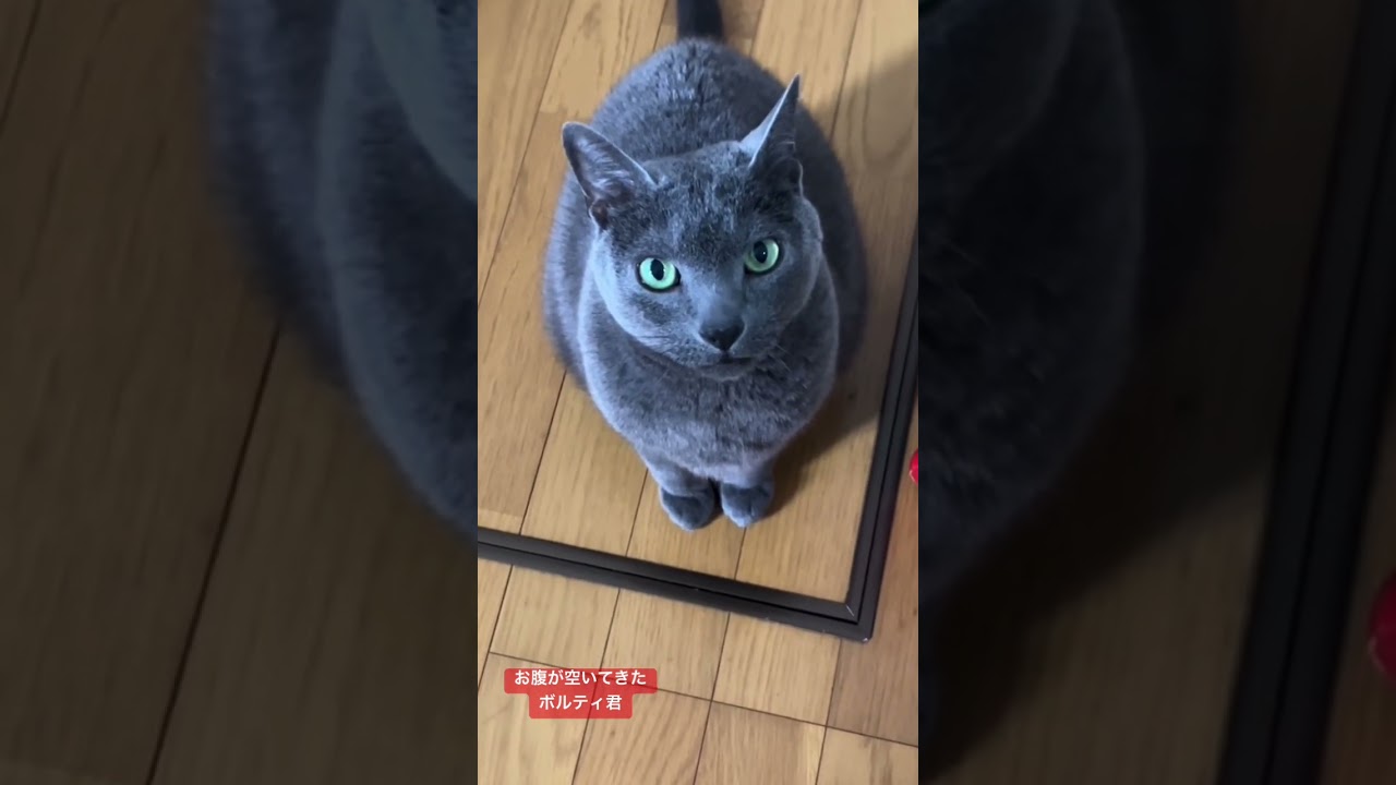 真っ直ぐな目で見つめてくるロシアンブルーのボルティ君