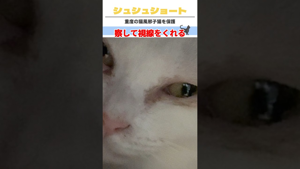 🐈‍⬛撮影に気付いた猫　#catshorts