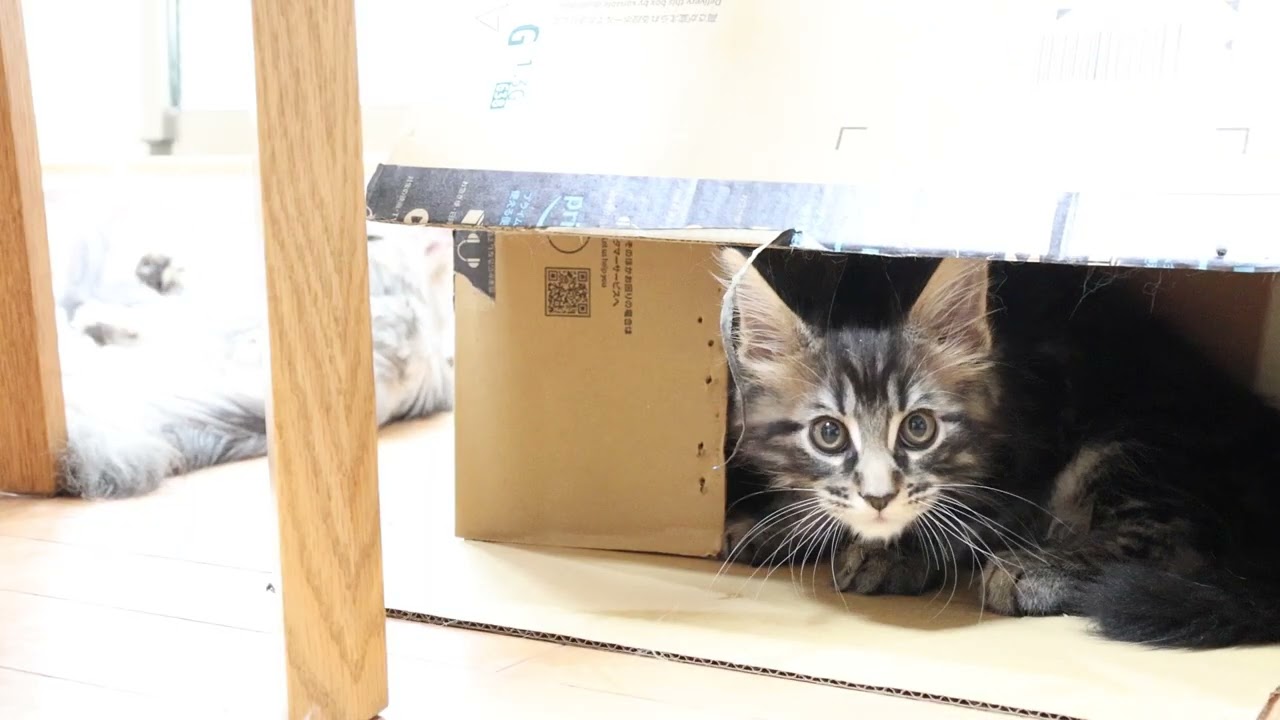 生後59日ブラウンのメインクーン男の子猫12時君
