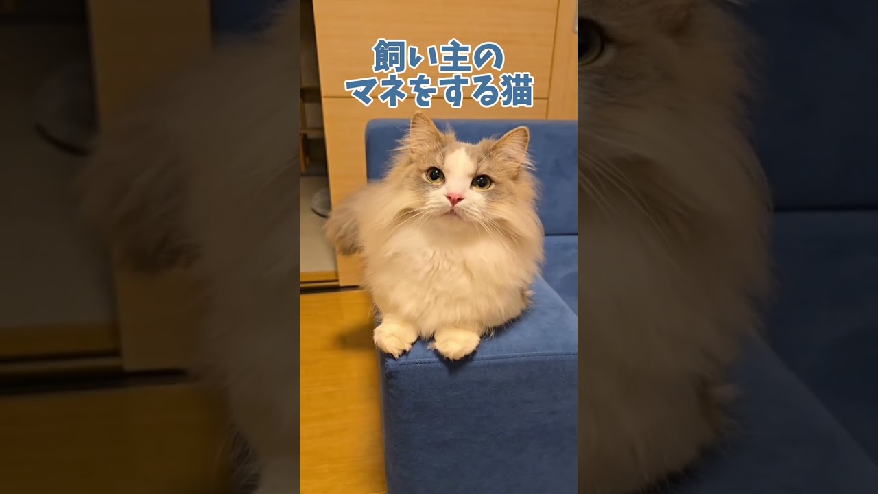 飼い主のマネをする猫#マンチカン #短足マンチカン #長毛猫