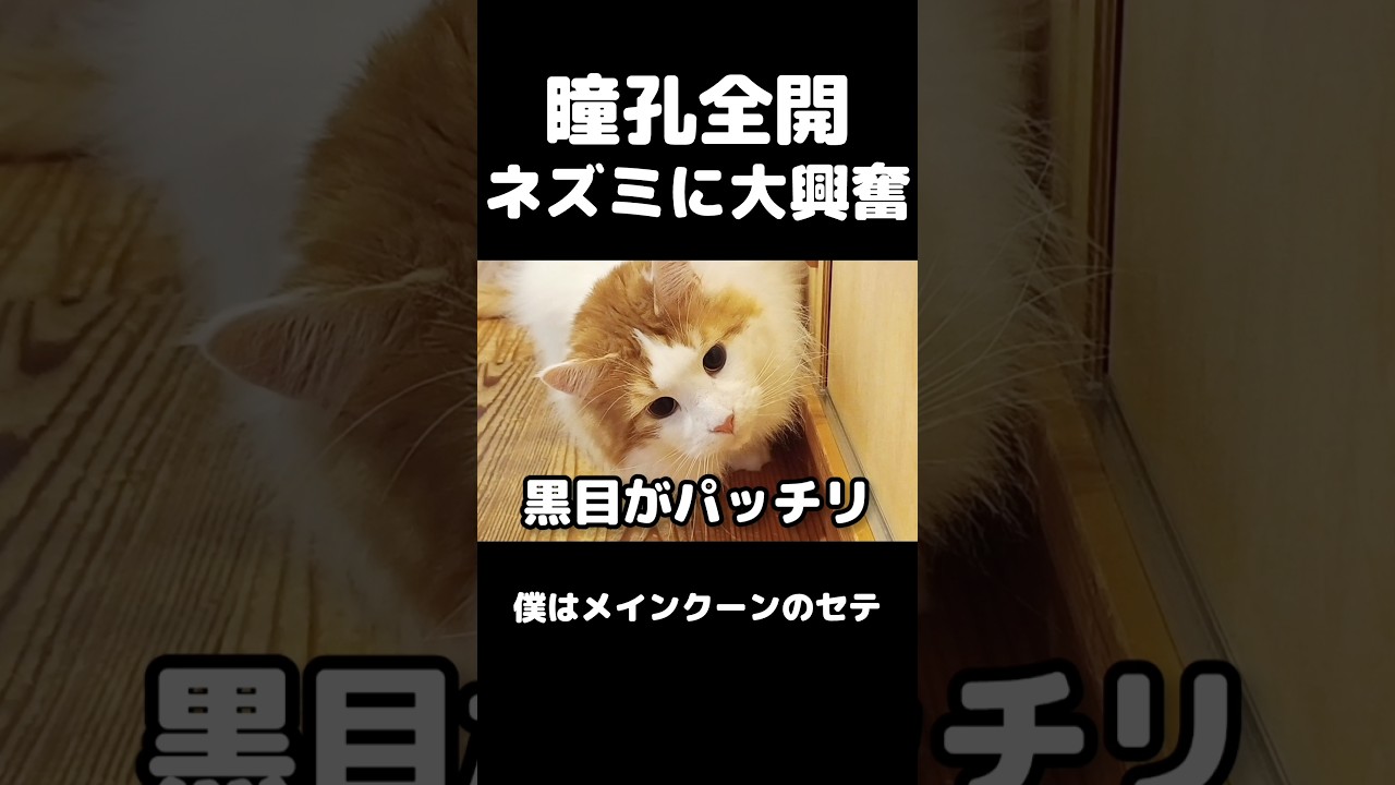 見つけたら逃さない猫 #猫のいる暮らし #猫 #メインクーン