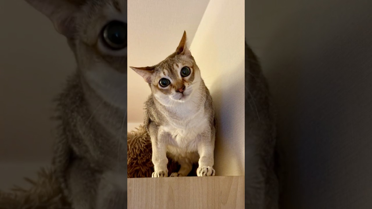 いつもまったりのシンガプーラとたぬき猫ですが時々大暴れしちゃったりするのにゃ♪ #cat #シンガプーラ #トンキニーズ#たぬき猫#singapura#tonkinese
