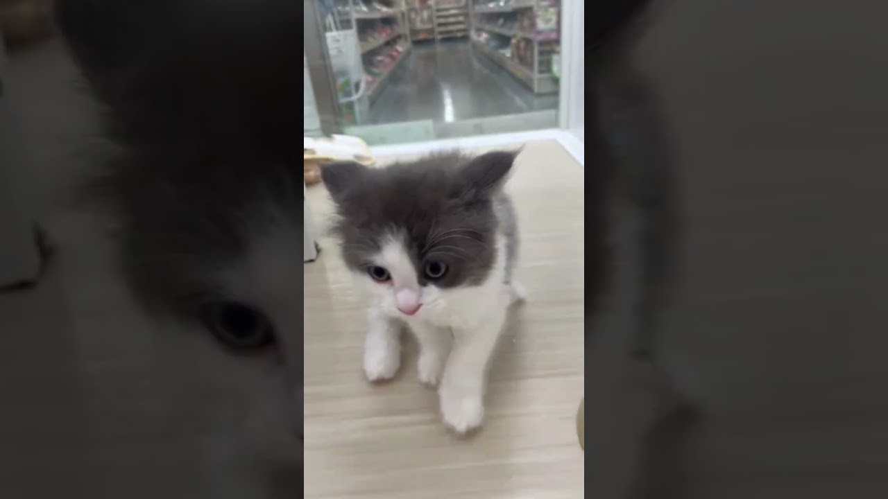 可愛らしいラガマフィンちゃん😺【横浜ペットショップ ベルドック】#shorts #猫動画 #猫のいる暮らし #ラガマフィン