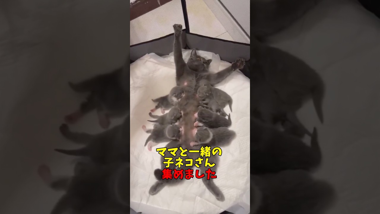 ママと一緒の子ネコさんあつめました#猫　#猫のいる暮らし　#猫動画　#ねこ　#可愛い　#ペット　#かわいい　#2ch