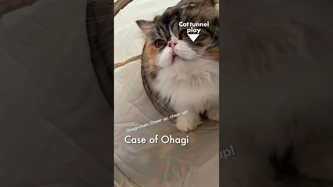 猫トンネルで遊ぼう／おはぎの場合