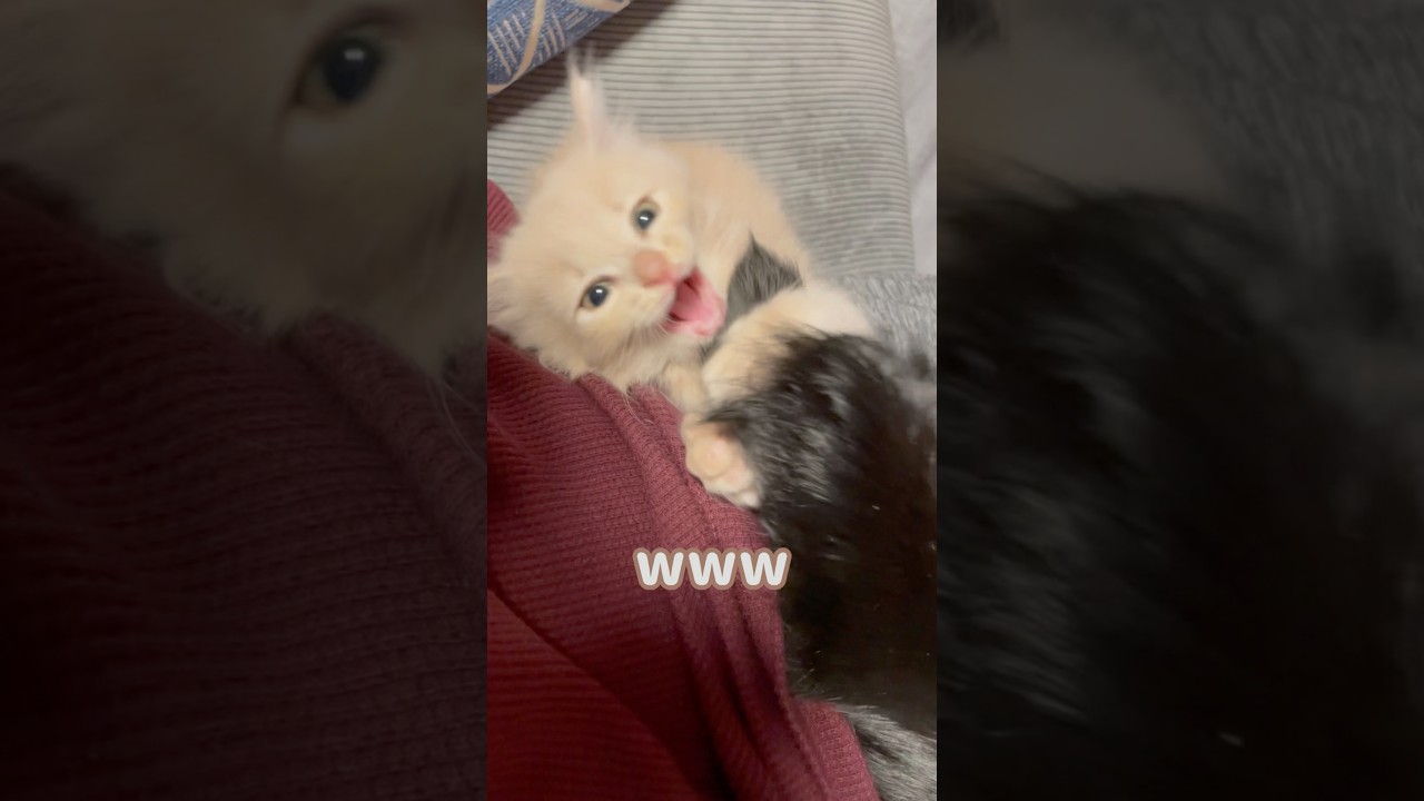 【注意⚠️】天罰が降るこねこがコチラですw