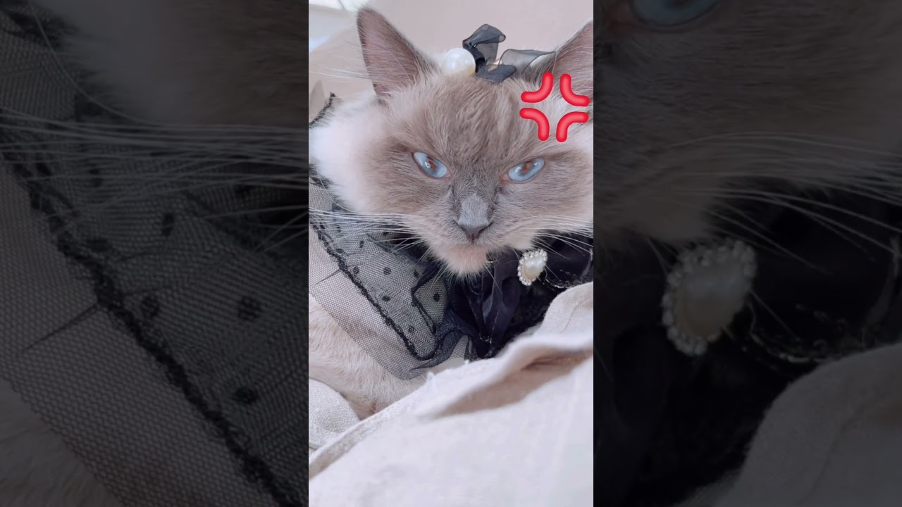 ミュージックティティにゃん🎧🎼003怒りマーク　#shorts #ねこ #cat #ラグドール #イライラ #💢