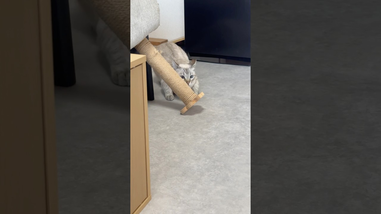 くるよ、くるよ〜？笑　#シャムトラ #元保護猫 #シャムミックス  #cat #猫耳 #siamesemix