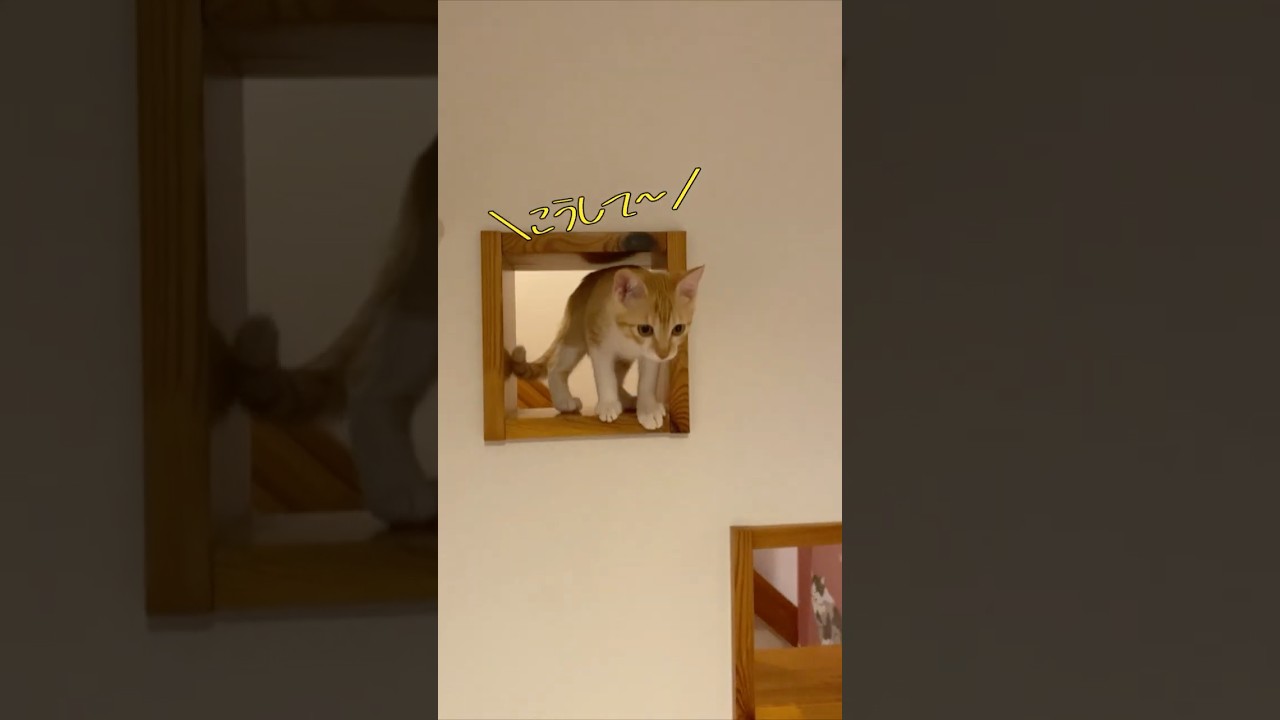 【ドキドキッ!!】高所からの降り方にドキドキww　#子猫 #子猫保護 #保護猫  #子ネコ #かわいい猫