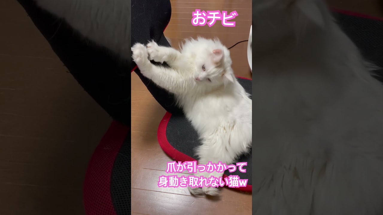 爪が引っかかる猫w #ラガマフィン #猫のいる暮らし #ねこ #多頭飼い