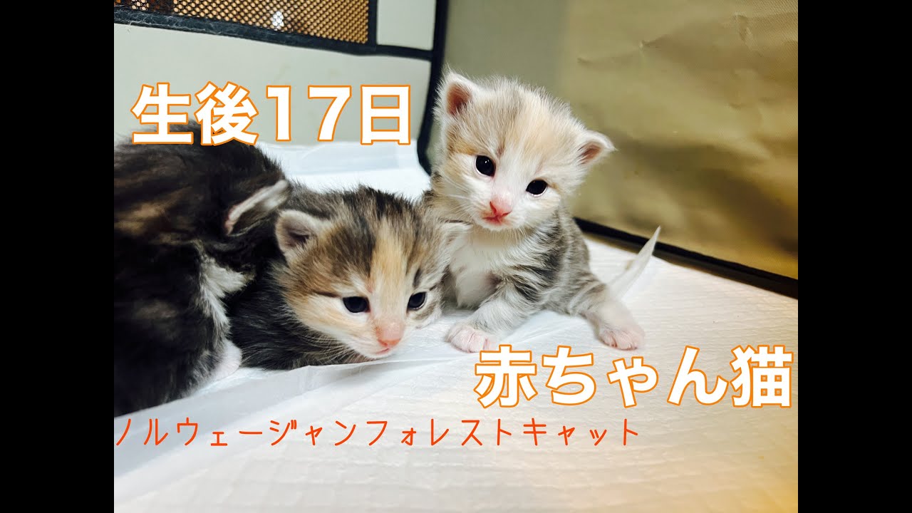 生後17の赤ちゃんノルウェージャンライブ（ポモ＆勘九郎の子猫たち）