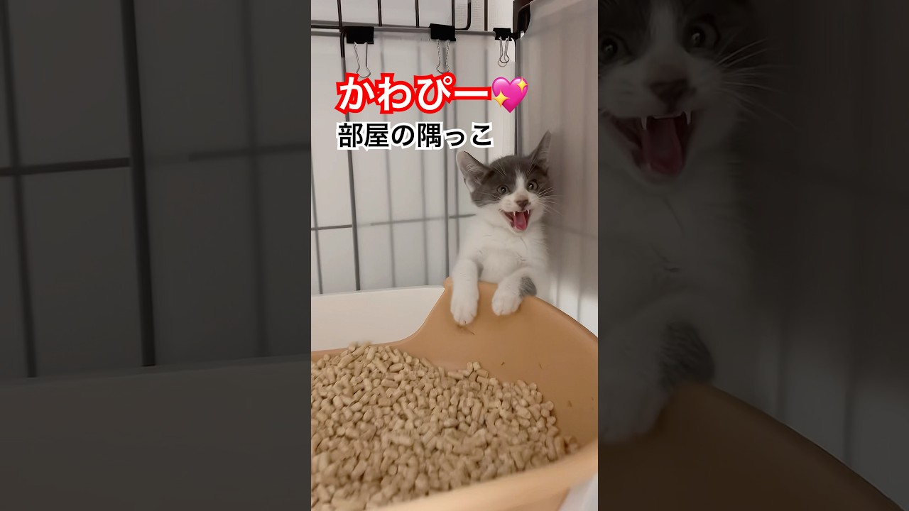 保護猫が部屋のすみっコで拗ねると〜♪ | ねこせん