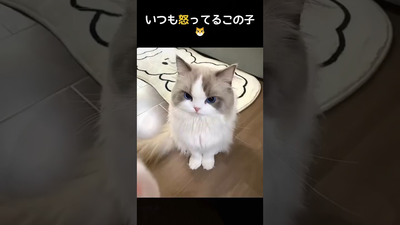 毎日怒ってるこの猫…いったい何者！？ #動物 #可愛い #かわいい #癒し  #ラグドール #猫