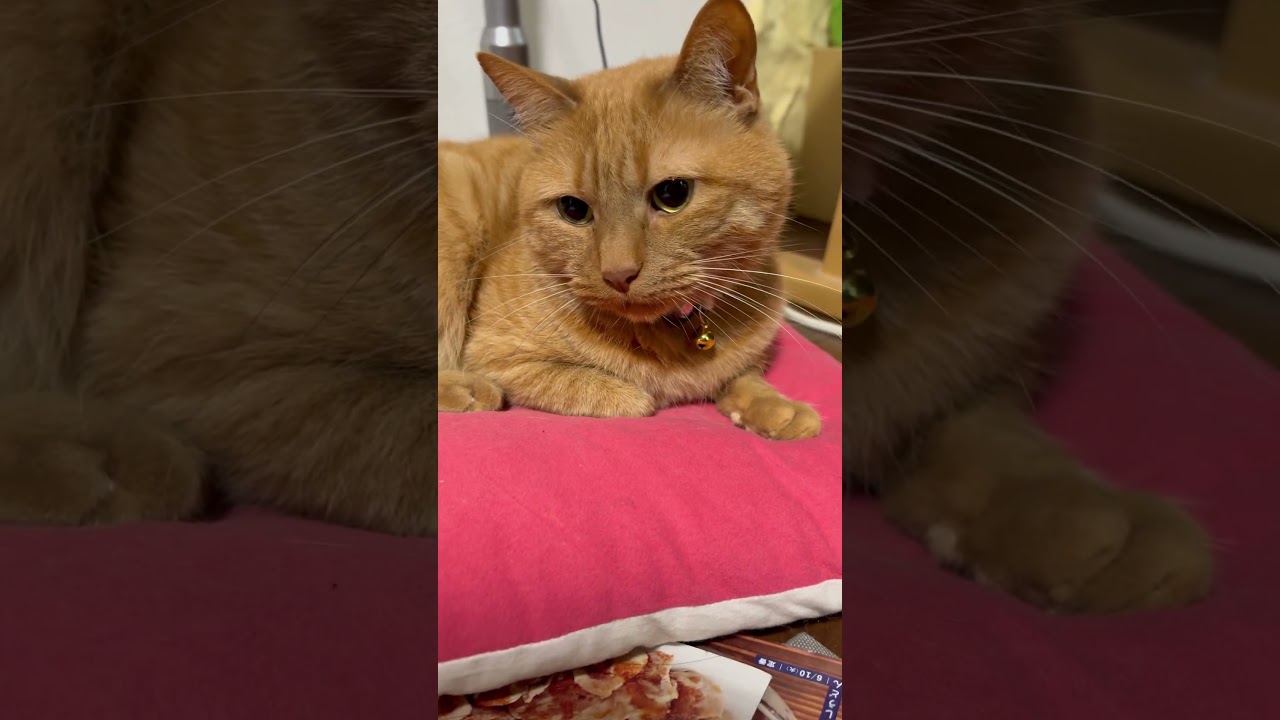 【マンチカン】伝えなきゃ❣️ガッツだよ❣️ #pets #ねこ