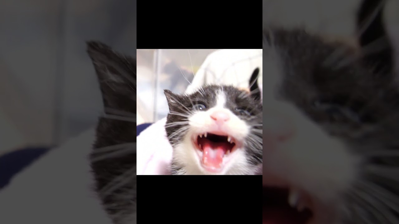 子猫戦隊、ママ怪人に挑む？#gatto #kitten #子ネコ #cat #meow