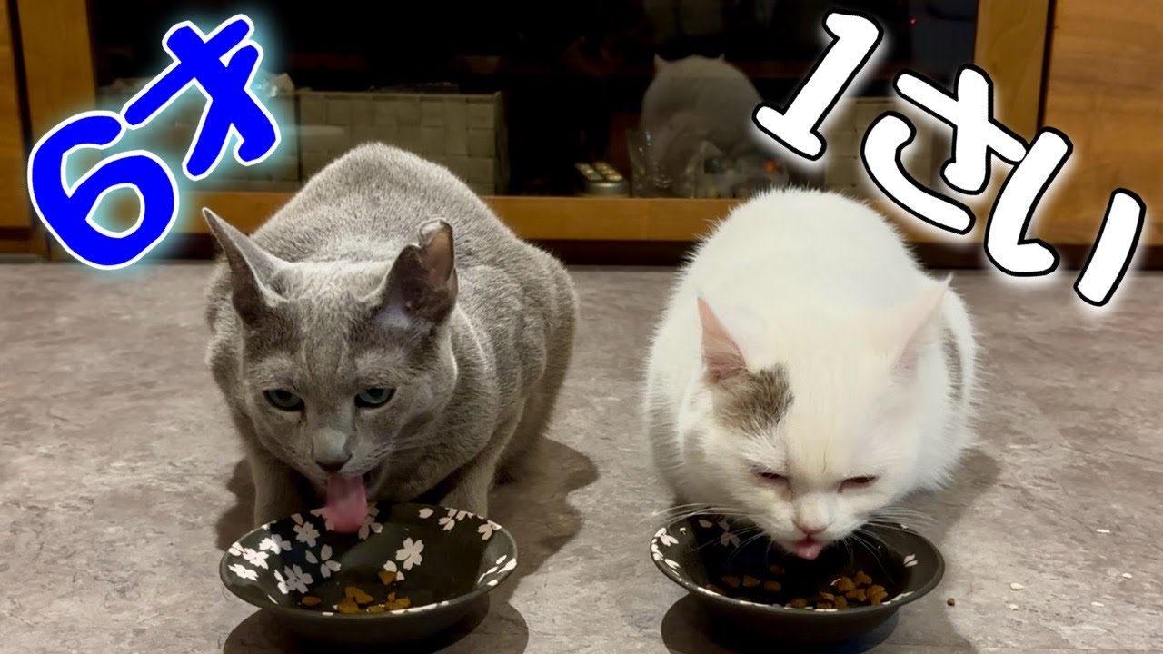 ロシアンブルー | 弟が1才になりました [Russian Blue cat Kotetsu]