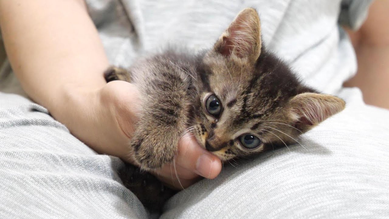 ママを独占していると、チョットチョットと子猫が甘えにやって来る【赤ちゃん猫　保護猫】