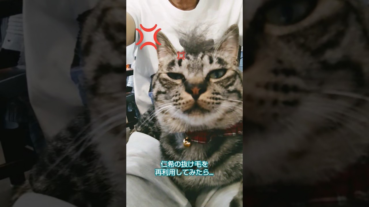 怒りマーク子猫　#cat #funny #cutecat #サバトラ #日本猫