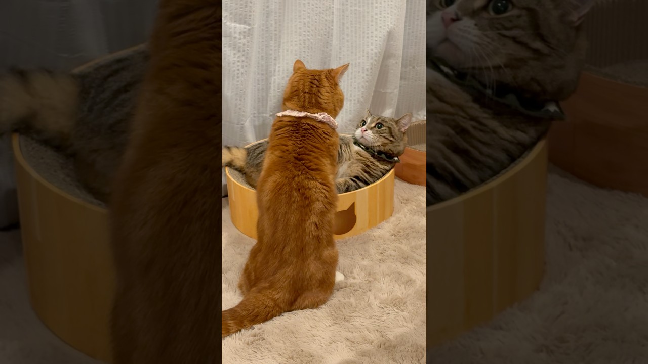 【場所取り合戦】#マンチカン#マンチカン短足#マンチカン子猫#ブリマンチ#ブリティッシュショートヘア#茶トラ#キジシロ#子猫#多頭飼い#猫のいる暮らし#チュール#肉球#猫の癖が強い
