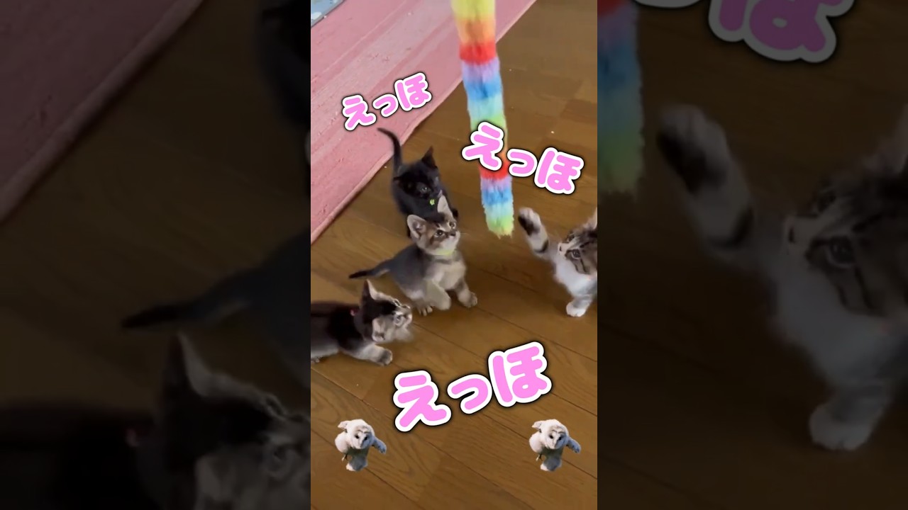 今年も子猫祭りがきたーー #子猫の保護 #保護猫 #shorts