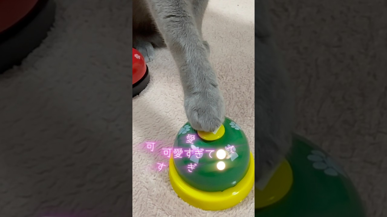 【ロシアンブルー】めろん♡日曜日早朝のおねだり姿🤗【猫】#shorts