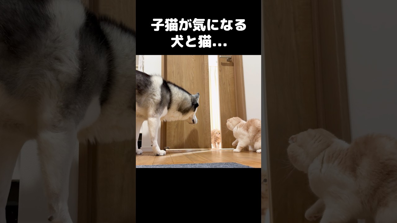 子猫が気になる犬と猫...#shorts