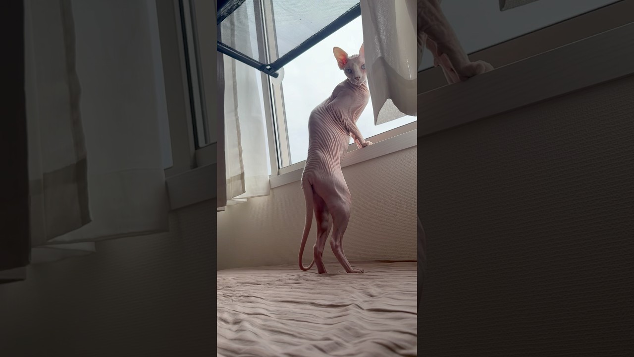 しわしわで妖怪みたいな毛のない猫【スフィンクス】
